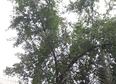 Ziziphus mauritiana