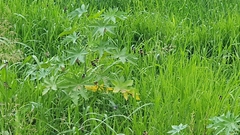 Sporophila torqueola