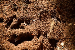 Odontomachus simillimus
