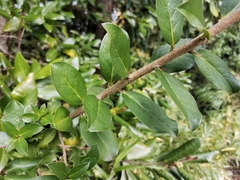 Archidasyphyllum diacanthoides