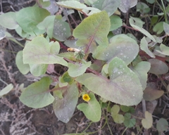 Sonchus oleraceus