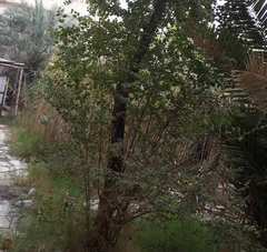 Ziziphus mauritiana