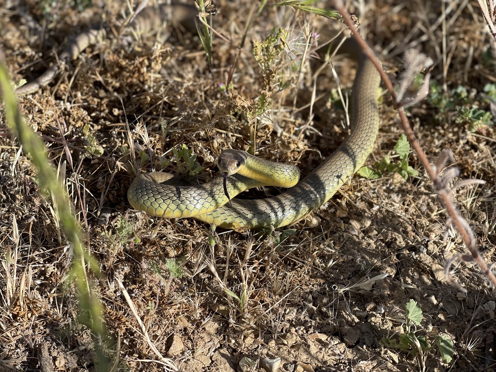 Western Yellow-bellied Racer from Burson Ranch Rd, Fillmore, CA, US on ...