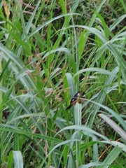 Sporophila torqueola