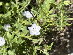 Nemophila menziesii menziesii