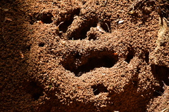Odontomachus simillimus