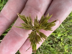 Cyperus polystachyos image