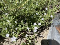 Nemophila menziesii menziesii