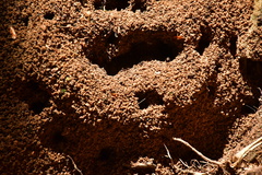 Odontomachus simillimus