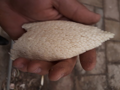 Phoenix dactylifera