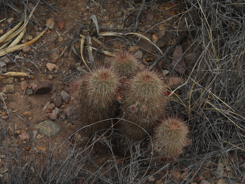 Echinocereus russanthus