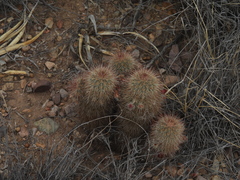 Echinocereus russanthus