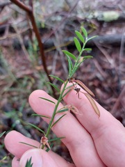 Bossiaea heterophylla