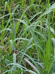 Sporophila torqueola