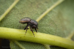 Sassacus cyaneus