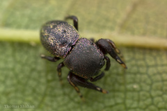 Sassacus cyaneus
