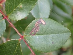 Stigmella oxyacanthella