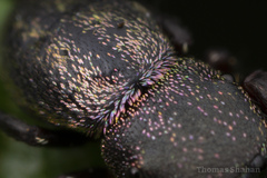 Sassacus cyaneus