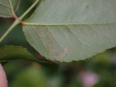 Stigmella oxyacanthella