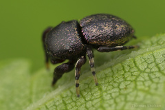 Sassacus cyaneus
