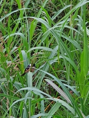 Sporophila torqueola