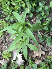 Lithospermum latifolium