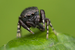 Sassacus cyaneus