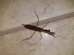 Eumusonia