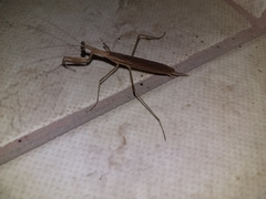 Eumusonia