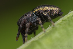 Sassacus cyaneus
