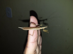 Eumusonia