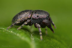 Sassacus cyaneus