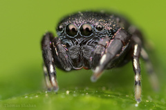 Sassacus cyaneus