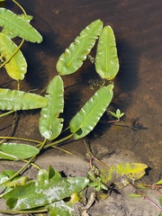 Nuphar sagittifolia
