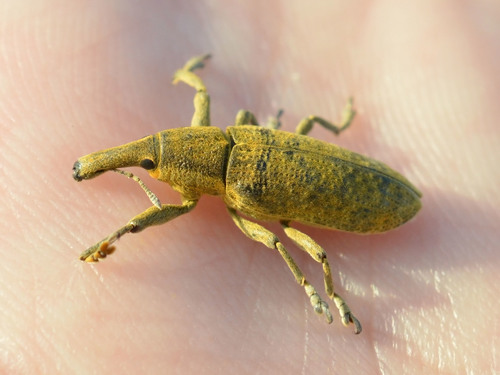 Elongated Bean Weevil photo 3