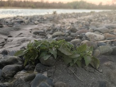 Solanum sanfurgoi