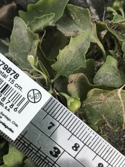 Solanum sanfurgoi