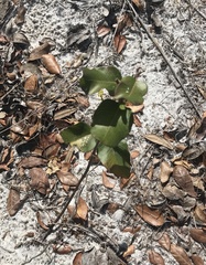 Asclepias curtissii