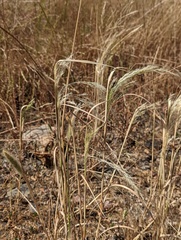 Deschampsia danthonioides