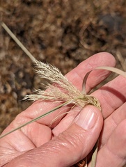 Deschampsia danthonioides