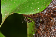 Myrmicaria arachnoides