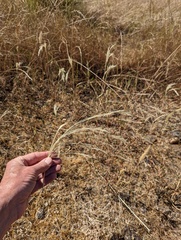 Deschampsia danthonioides