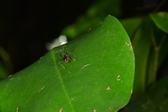 Myrmicaria arachnoides