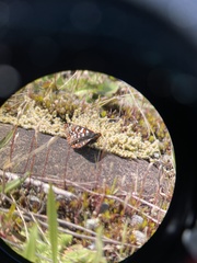 Euphydryas editha taylori