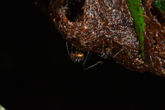 Myrmicaria arachnoides