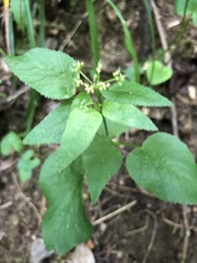 Thaspium trifoliatum aureum