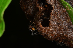 Myrmicaria arachnoides