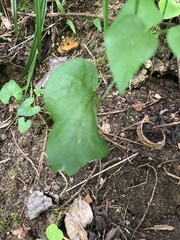 Thaspium trifoliatum aureum