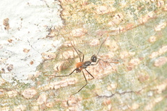 Myrmicaria arachnoides