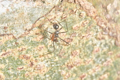 Myrmicaria arachnoides